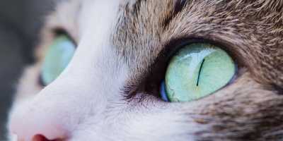 Cat eyes