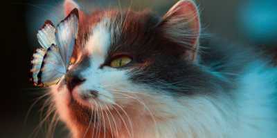 Kitten with butterfly