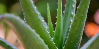 Aloe vera for Acne