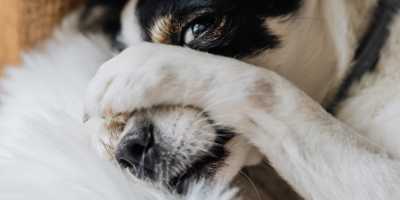 Tips for Shyness