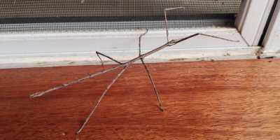 Walking Stick
