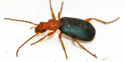 Bombardier Beetle
