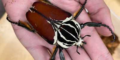 Goliath Beetle