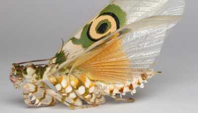 Spiny Flower Mantis