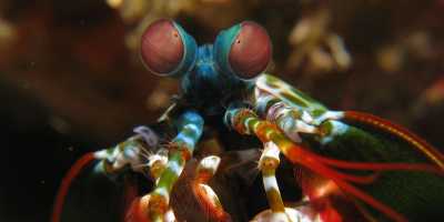 Mantis Shrimp