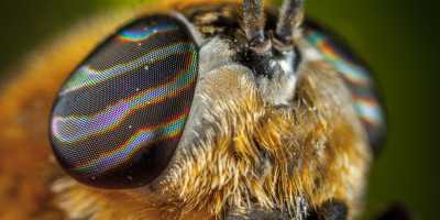 Insect Eye
