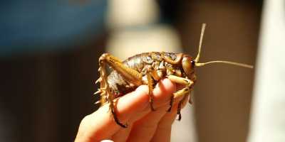 Giant Weta