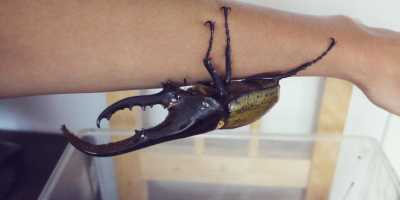 Hercules Beetle