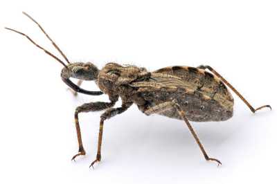 Assassin Bug