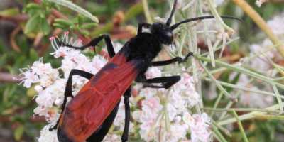 Tarantula Hawk Wasp
