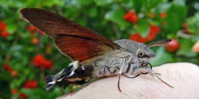 Hummingbird Hawk-Moth