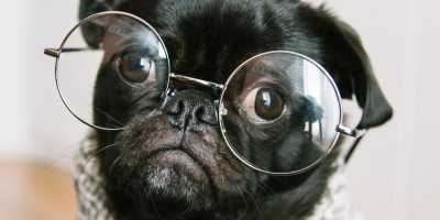 Clever Dog