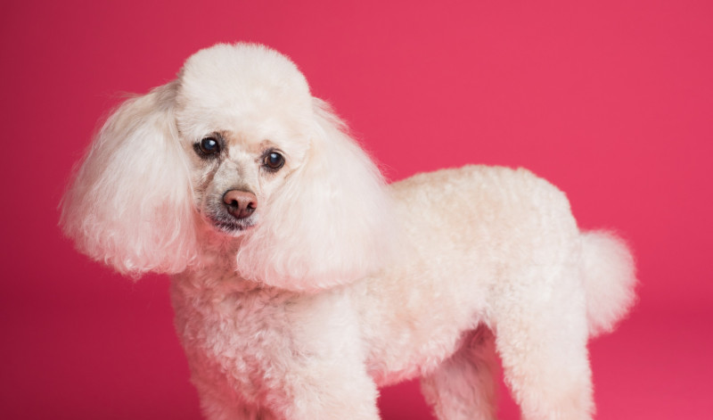 10 Fascinating Facts And Curiosities About The Poodle Breed