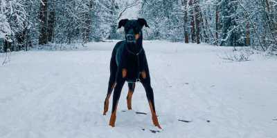 Doberman Pinscher