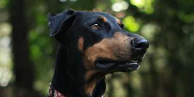 Doberman Pinscher