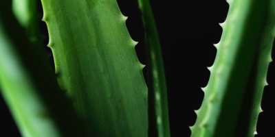 Aloe vera