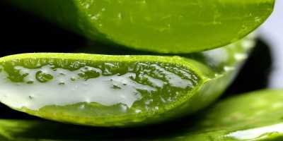 Aloe vera