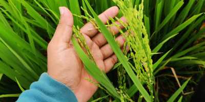 Hand touching hand rice spikes