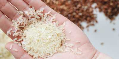 Rice