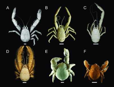 Yeti Lobsters